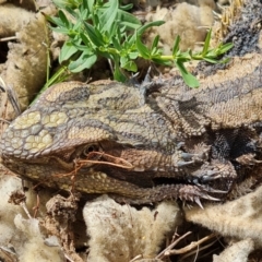 Pogona barbata at O'Malley, ACT - suppressed