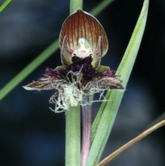 Calochilus platychilus (Purple Beard Orchid) at ANBG South Annex - 11 Oct 2021 by jbromilow50