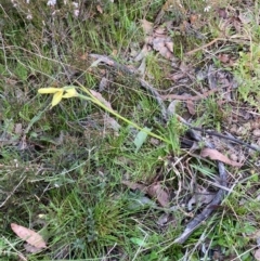 Diuris chryseopsis at Bungendore, NSW - 11 Oct 2021