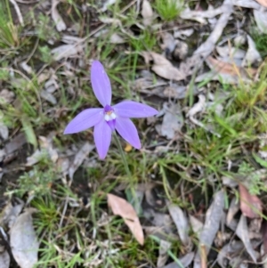 Glossodia major at Bungendore, NSW - suppressed