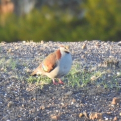 Phaps elegans (Brush Bronzewing) at Kamarooka, VIC - 26 May 2019 by Liam.m