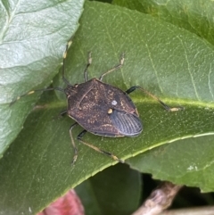 Poecilometis sp. (genus) (A Gum Tree Shield Bug) at Jerrabomberra, NSW - 11 Oct 2021 by Steve_Bok