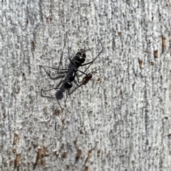 Iridomyrmex mayri at Jerrabomberra, NSW - 9 Oct 2021 by Steve_Bok