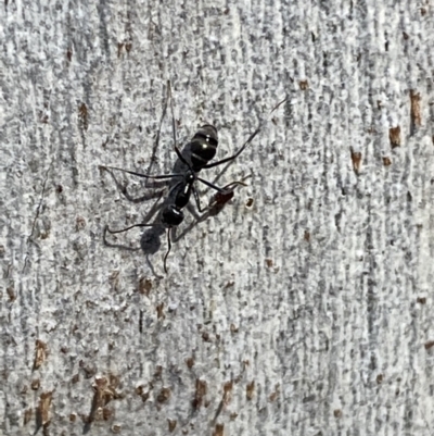 Iridomyrmex mayri at Jerrabomberra, NSW - 9 Oct 2021 by Steve_Bok