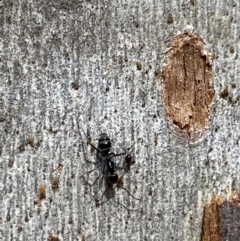 Iridomyrmex mayri at Jerrabomberra, NSW - 10 Oct 2021