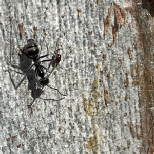 Iridomyrmex mayri at Jerrabomberra, NSW - 10 Oct 2021