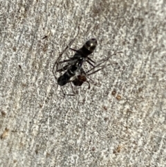 Iridomyrmex mayri at Jerrabomberra, NSW - 10 Oct 2021