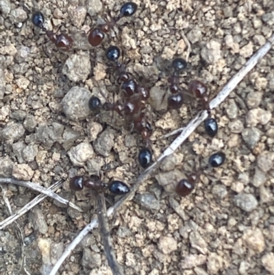 Monomorium sp. (genus) (A Monomorium ant) at Coolac, NSW - 11 Oct 2021 by Steve_Bok