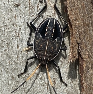 Theseus modestus at Gundagai, NSW - 11 Oct 2021 10:05 AM