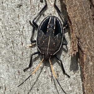 Theseus modestus at Gundagai, NSW - 11 Oct 2021 10:05 AM