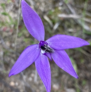 Glossodia major at Kambah, ACT - 11 Oct 2021