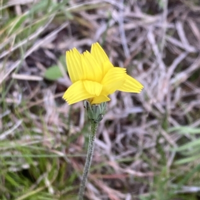 Microseris walteri (Yam Daisy, Murnong) at Mount Taylor - 11 Oct 2021 by George