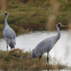 Grus rubicunda (Brolga) at Point Wilson, VIC - 25 May 2019 by Liam.m