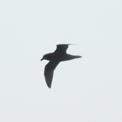 Pterodroma gouldi (Grey-faced Petrel) at Eden, NSW - 2 Nov 2019 by Liam.m