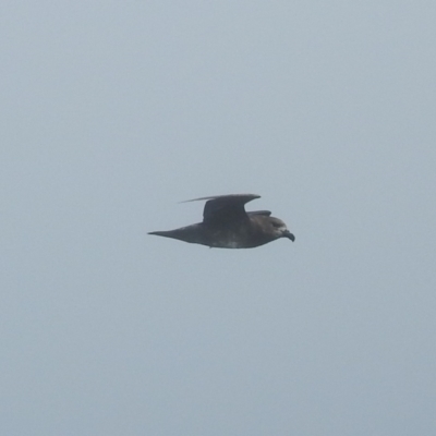 Pterodroma solandri (Providence Petrel) at Eden, NSW - 2 Nov 2019 by Liam.m