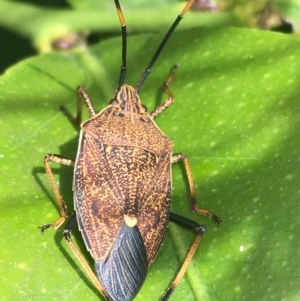 Poecilometis strigatus at O'Connor, ACT - suppressed