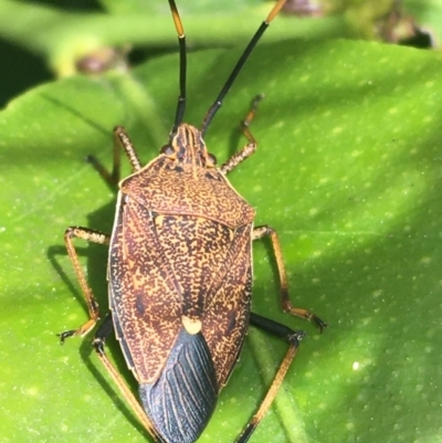 Poecilometis strigatus (Gum Tree Shield Bug) at O'Connor, ACT - 10 Oct 2021 by Ned_Johnston