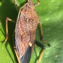 Poecilometis strigatus at O'Connor, ACT - 11 Oct 2021