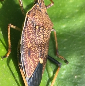 Poecilometis strigatus at O'Connor, ACT - suppressed