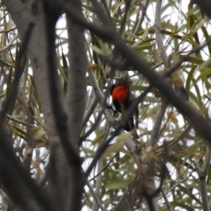 Dicaeum hirundinaceum at Lake Wyangan, NSW - 5 Oct 2019