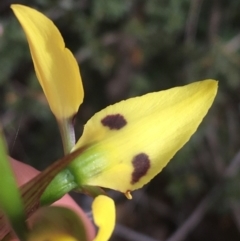 Diuris sulphurea at O'Connor, ACT - suppressed