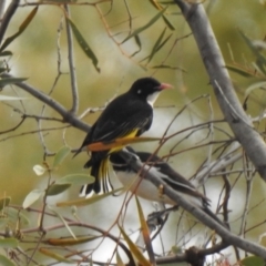 Grantiella picta (Painted Honeyeater) at Lake Wyangan, NSW - 5 Oct 2019 by Liam.m