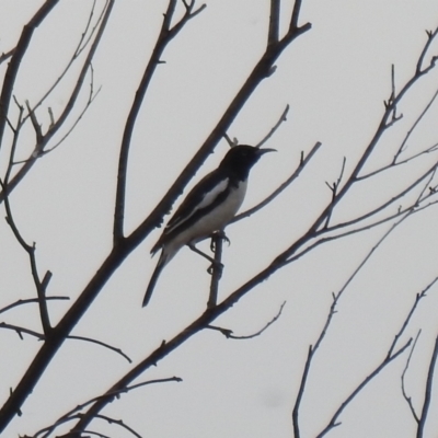 Certhionyx variegatus (Pied Honeyeater) at Lake Wyangan, NSW - 5 Oct 2019 by Liam.m