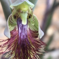 Calochilus montanus (Copper Beard Orchid) at Point 60 - 11 Oct 2021 by Ned_Johnston