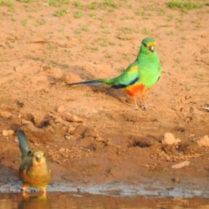 Psephotellus varius at Binya, NSW - 6 Oct 2019