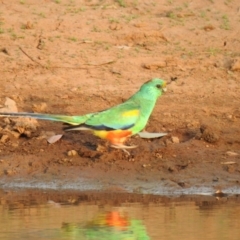 Psephotellus varius at Binya, NSW - 6 Oct 2019