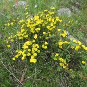 Hibbertia sp. at Molonglo Valley, ACT - 10 Oct 2021