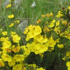 Hibbertia sp. at Molonglo Valley, ACT - 10 Oct 2021