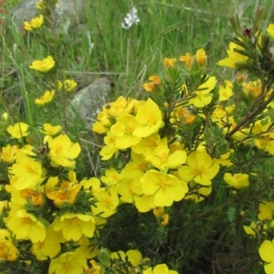 Hibbertia sp. at Molonglo Valley, ACT - 10 Oct 2021 11:15 AM