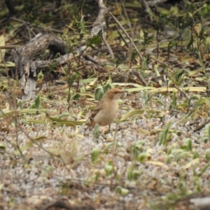 Epthianura tricolor at suppressed - 6 Oct 2019