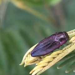 Melobasis thoracica at Acton, ACT - 11 Oct 2021 03:50 PM