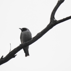 Artamus personatus (Masked Woodswallow) at Binya State Forest - 5 Oct 2019 by Liam.m