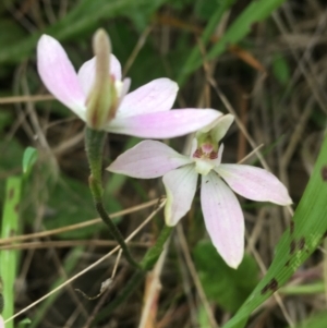 Caladenia carnea at O'Connor, ACT - 11 Oct 2021