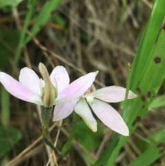 Caladenia carnea at O'Connor, ACT - 11 Oct 2021