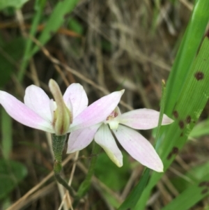 Caladenia carnea at O'Connor, ACT - suppressed