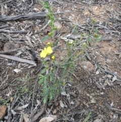 Hibbertia obtusifolia (Grey Guinea-flower) at Molonglo Valley, ACT - 10 Oct 2021 by sangio7