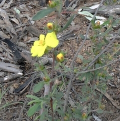 Hibbertia obtusifolia at Molonglo Valley, ACT - 10 Oct 2021