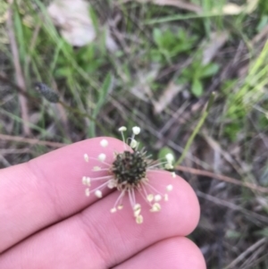 Plantago lanceolata at Red Hill, ACT - 7 Oct 2021 05:08 PM