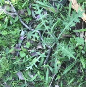 Cirsium vulgare at Deakin, ACT - 7 Oct 2021 05:06 PM