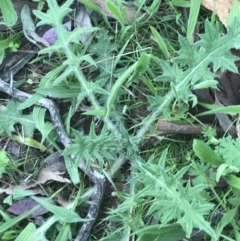 Cirsium vulgare at Deakin, ACT - 7 Oct 2021 05:06 PM