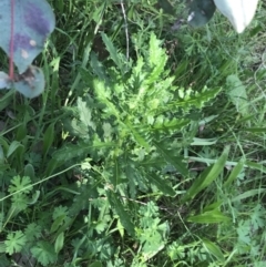 Senecio bathurstianus at Red Hill Nature Reserve - 7 Oct 2021