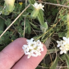 Pimelea linifolia subsp. caesia (Slender Rice Flower) at Deakin, ACT - 7 Oct 2021 by Tapirlord