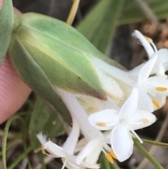 Pimelea linifolia subsp. caesia at Deakin, ACT - 7 Oct 2021 04:57 PM