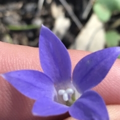 Wahlenbergia capillaris (Tufted Bluebell) at Deakin, ACT - 7 Oct 2021 by Tapirlord