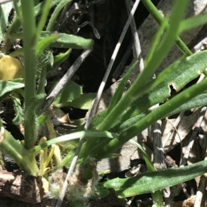 Wahlenbergia capillaris at Deakin, ACT - 7 Oct 2021