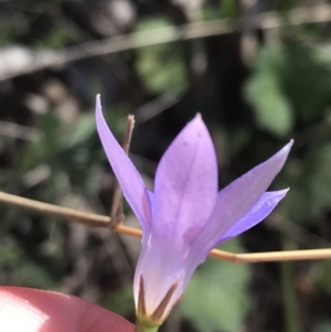 Wahlenbergia capillaris at Deakin, ACT - 7 Oct 2021 04:49 PM